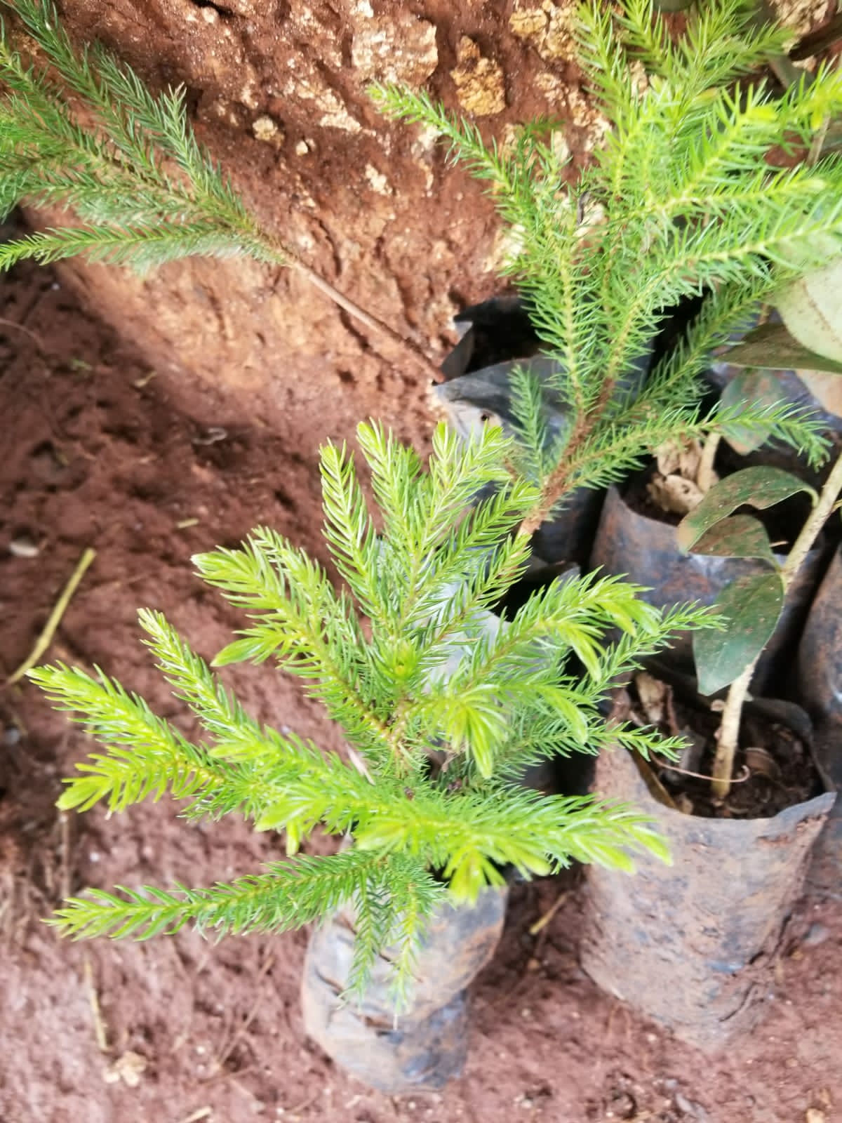 tree planting by clad members photo